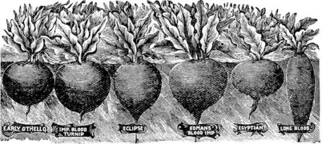 Heirloom Table Beets Image